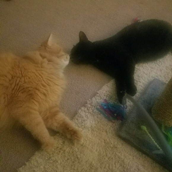 Meet your Posher, Traci - Picture 1 of 1